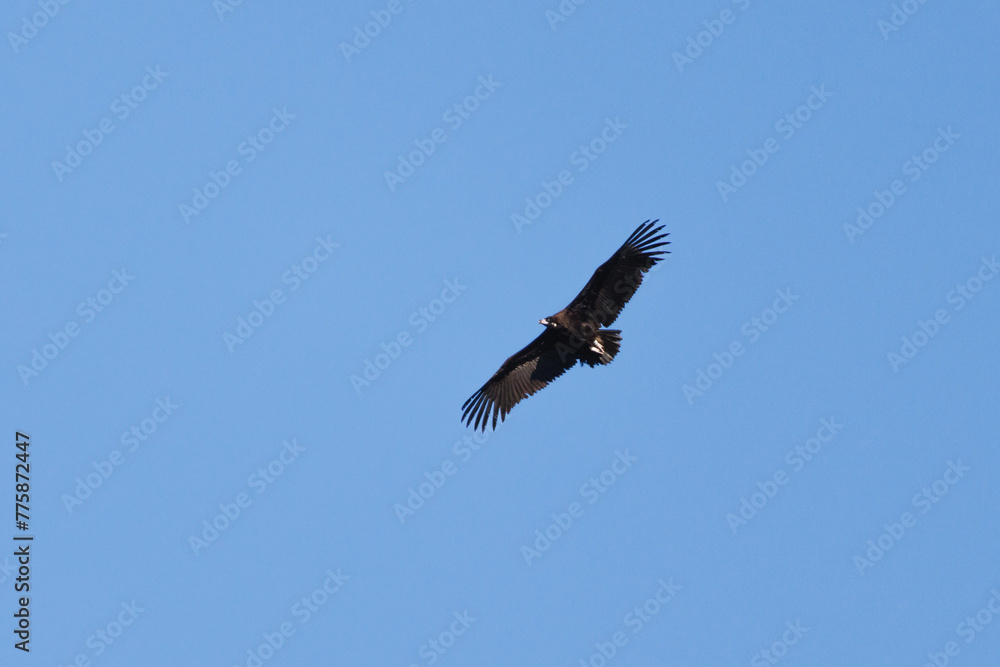 Buitre negro, Aegypius monachus, volando con fondo de cielo azul, Alcoy, España Buitre negro, Aegypius monachus, volando con fondo de cielo azul, Alcoy, España