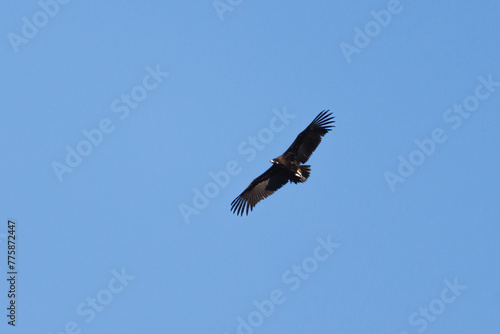 Buitre negro  Aegypius monachus  volando con fondo de cielo azul  Alcoy  Espa  a