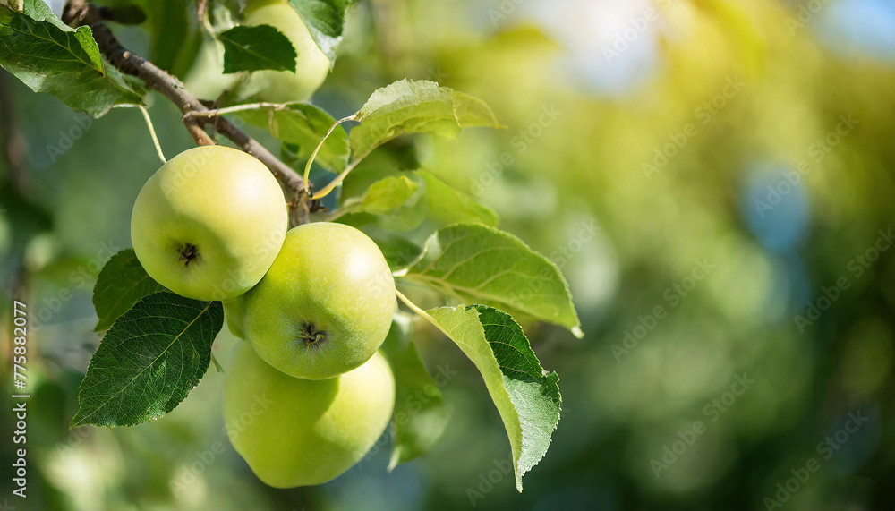 Close-up of ripe apples growing on branch with green leaves. Garden fruit tree. Sweet summer harvest Close-up of ripe apples growing on branch with green leaves. Garden fruit tree. Sweet summer harvest