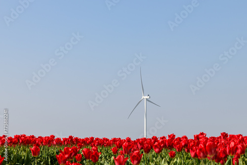 A wind turbine against a blue sky in The Netherlands standing in a tulip field with red flowering tulips on a sunny day in spring.