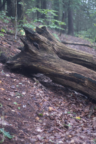 Huge tree trunk fallen across hiking trail