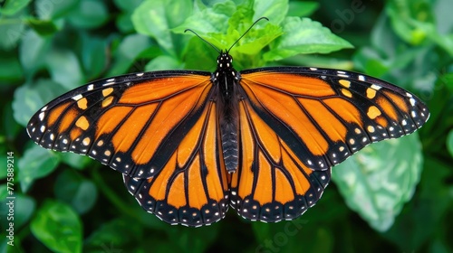 a monarch butterfly, its vibrant orange and black wings spread wide against a backdrop of lush greenery.