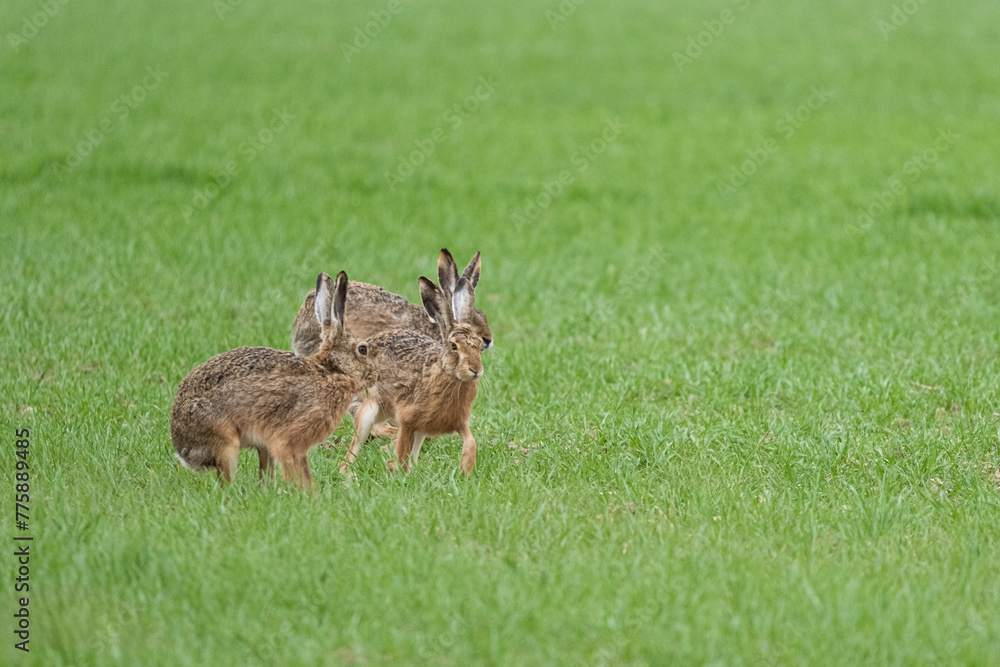 Fototapeta premium Hasen