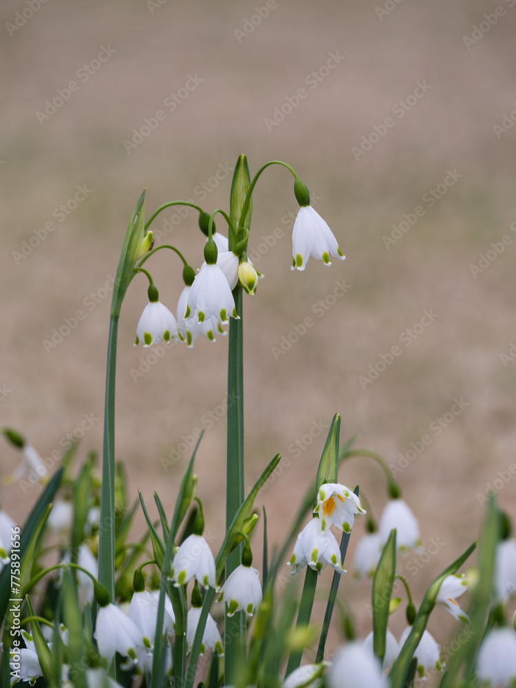 Obraz premium 愛らしいスノーフレークの花が咲く