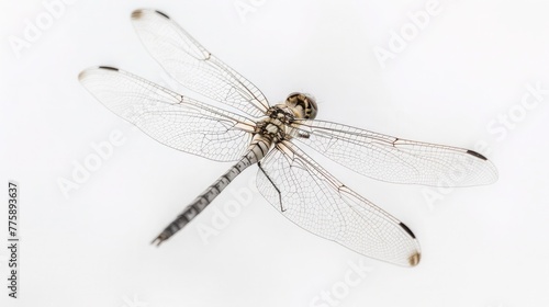 a dragonfly as it hovers in mid-air, its translucent wings catching the light against a simple, white background, accentuating its ethereal grace.