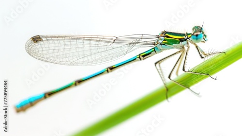 a damselfly as it perches daintily on a slender stem, its slender body and iridescent wings standing out against a pure white backdrop. photo