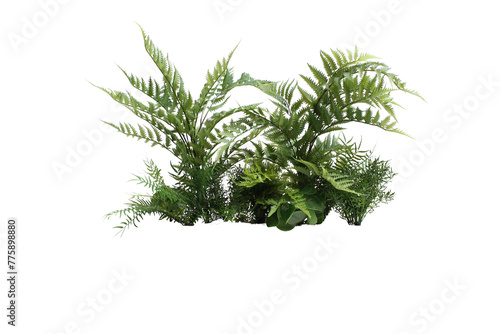 Cuadro en lienzo Plante verte et fougères