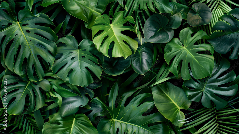 Lush green monstera leaves background Lush green monstera leaves background