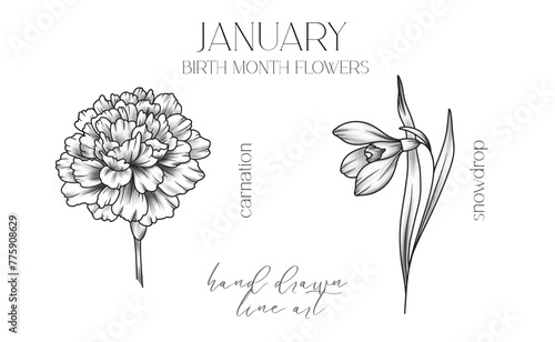 January Birth Month Flowers. Carnation outline isolated on white. Snowdrop Line Art. Hand drawn line art botanical illustration. Black and White Flowers