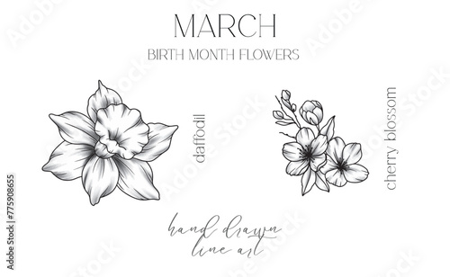 March Birth Month Flowers. Daffodil outline isolated on white. Cherry Blossom Line Art. Hand drawn line art botanical illustration. Black and White Flowers