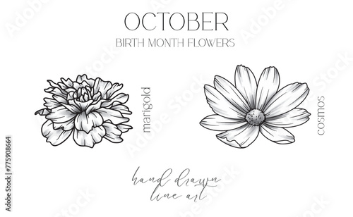 Ocrober Birth Month Flowers. Marigold outline isolated on white. Cosmos Line Art. Hand drawn line art botanical illustration. Black and White Flowers