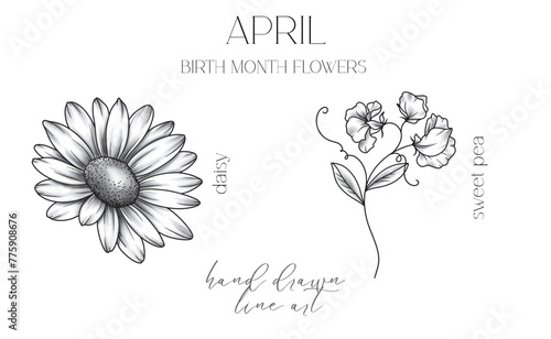 April Birth Month Flowers. Daisy outline isolated on white. Sweet Pea Line Art. Hand drawn line art botanical illustration. Black and White Flowers