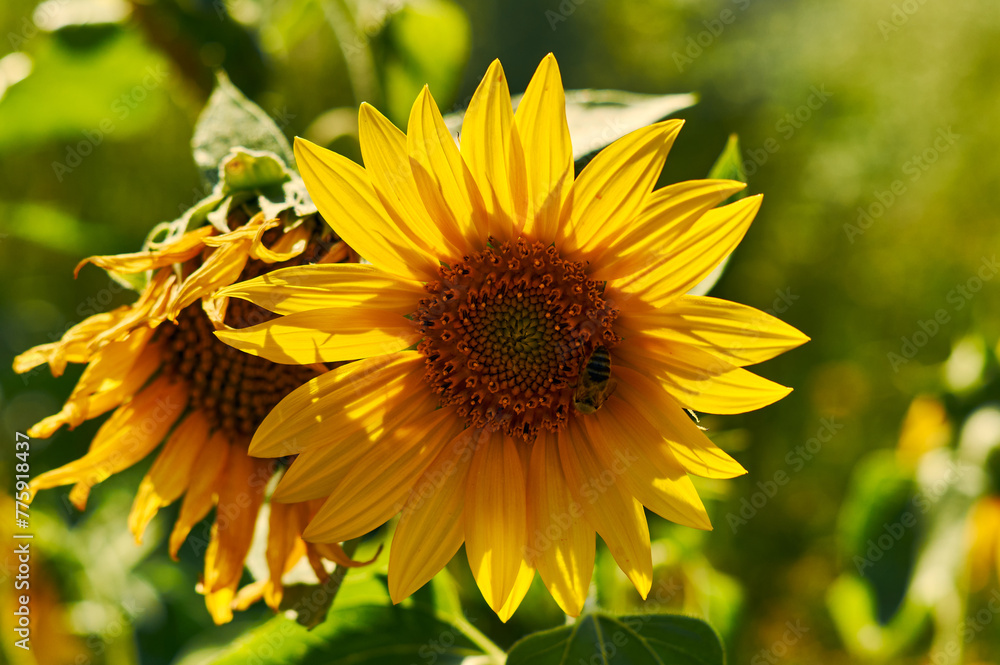 A young sunflower stands illuminated by the hot summer sun. It is a beautiful, yellow flower. A bee collects nectar from the middle of the bloom. This creates a beautiful still life for the summer A young sunflower stands illuminated by the hot summer sun. It is a beautiful, yellow flower. A bee collects nectar from the middle of the bloom. This creates a beautiful still life for the summer