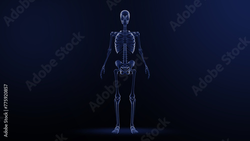 human skeleton isolated in blue background 3d illustration