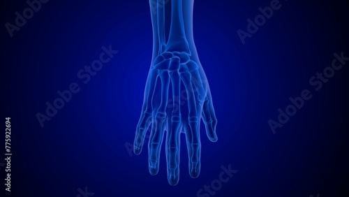 Human hand Metacarpal bones 3d illustration photo