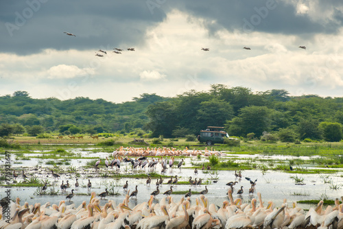 Tourist group on safari-tour in Africa, traveling by car in Tanzania, watching wild birds and animals in park Lake Manyara. © soft_light