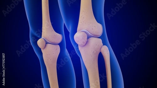 Photos Human Patella or kneecap 3d illustration