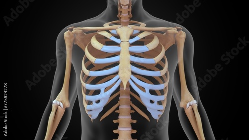 Human Ribcage bones 3d illustration