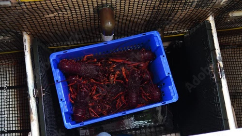 Crayfish fishing on a fishing boat in Australia  photo