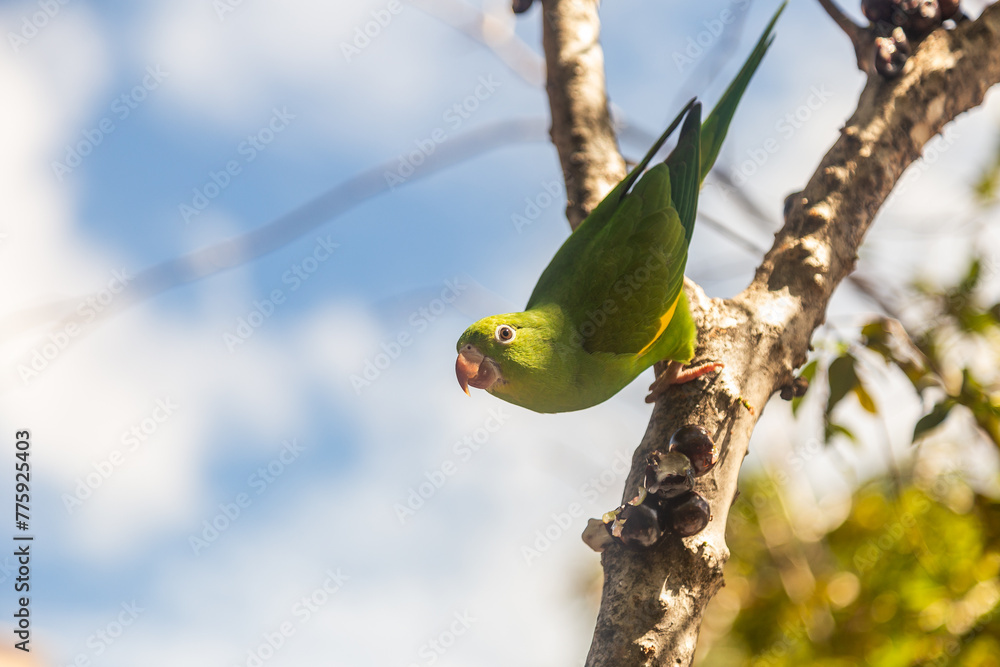 Um Periquito-comum (Brotogeris tirica), empoleirado em um galho de jabuticabeira, olhando diretamente para a câmera, com céu azul ao fundo.