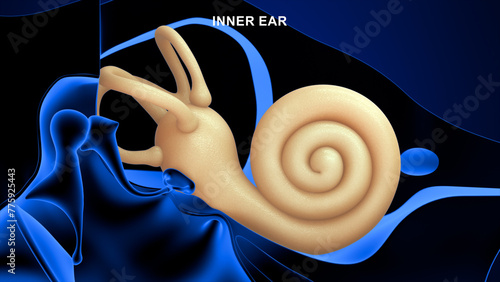 Anatomy of Human inner ear cochlea 3d illustration photo