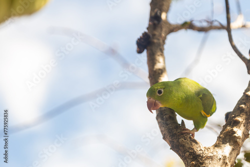 Um Periquito-comum (Brotogeris tirica), empoleirado em um galho de jabuticabeira, olhando diretamente para a câmera, com céu azul ao fundo. photo