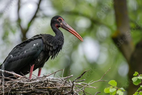 Stork in nest, tropical climate, flying, black color