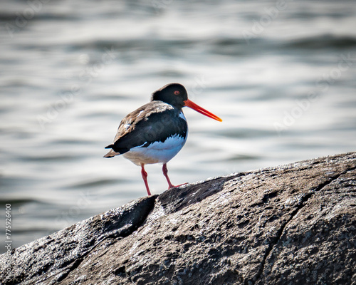 Oystercatcher standing by the shore