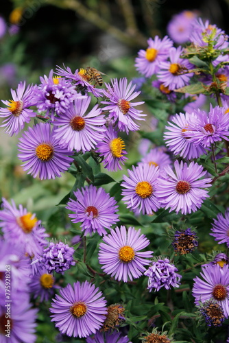 violet aster flowers in a garden