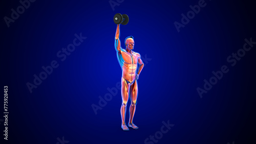 Biceps and triceps workout 3d illustration