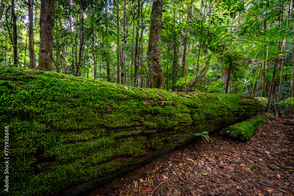 Obraz premium Fallen tree in Springbrook National Park, Queensland, Australia