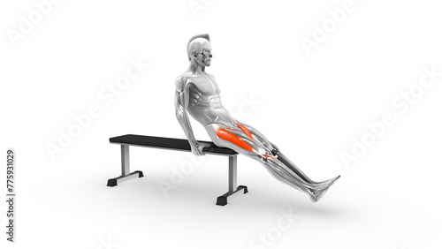 Sartorius muscle workout 3d illustration photo