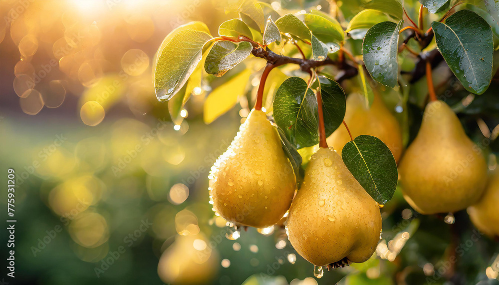 Close-up of ripe yellow pears growing on branch with green leaves and water drops. Garden fruit tree