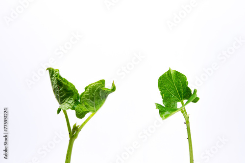 Two sprouts with green leaves of young beans on a white background