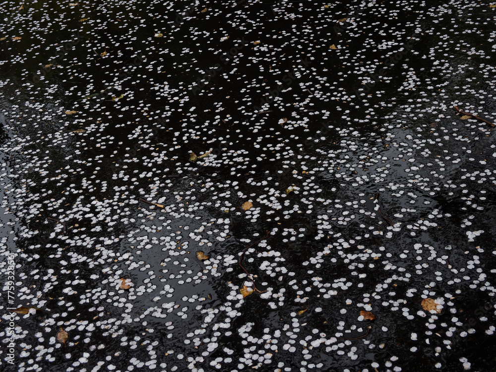 雨の公園の歩道に落ちる桜の花弁の風景