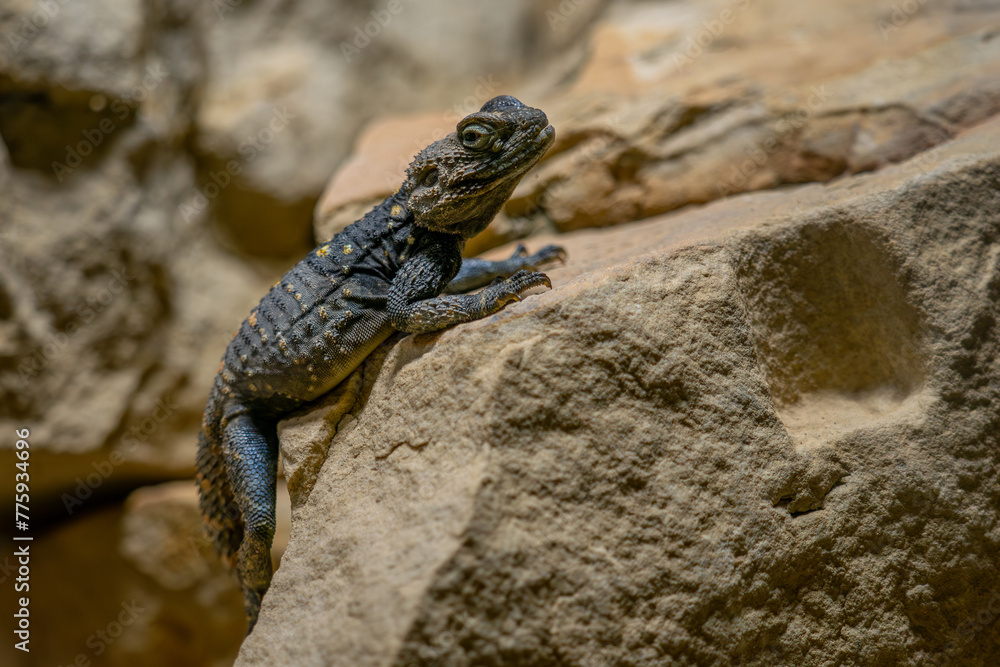 Starred Agama - Stellagama stellio, beautiful unique ground lizard from Souteastern European and Asian stone walls, rocks, and trees, Turkey. Starred Agama - Stellagama stellio, beautiful unique ground lizard from Souteastern European and Asian stone walls, rocks, and trees, Turkey.