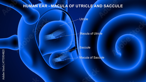 Anatomy of Human Ear macula of utricle and saccule 3d illustrator photo