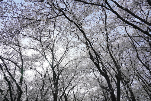 横井山緑地 桜 名古屋