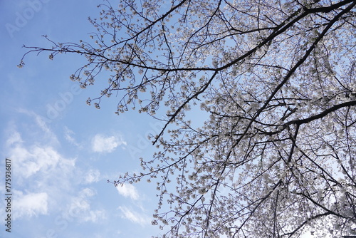 横井山緑地 桜 名古屋