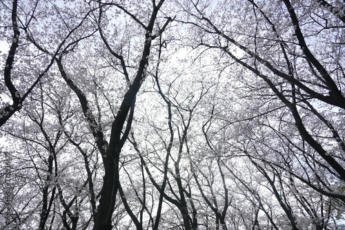 横井山緑地 桜 名古屋