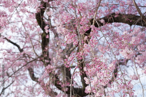 横井山緑地 桜 名古屋