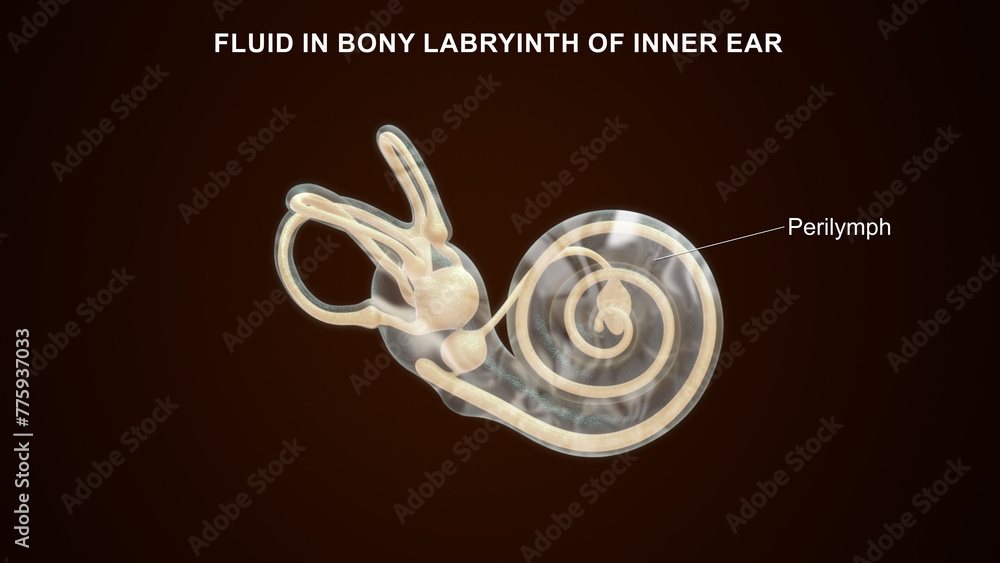 Perilymph Fluid in Bony labyrinth of inner ear 3d illustrator Stock ...