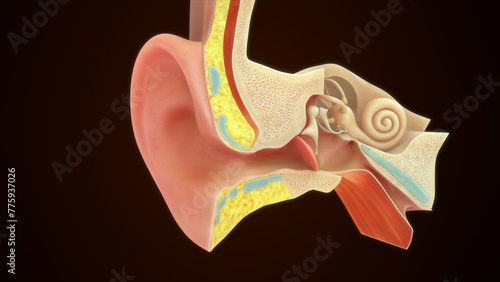 Anatomy of Pinna or Auricle in human ear 3d illustrator