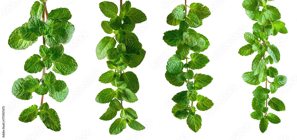 green mint leaves isolated on transparent - obrazy, fototapety, plakaty 