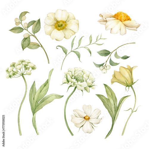 Set of watercolor flowers and botanical elements. All elements are hand-drawn with watercolors and isolated.