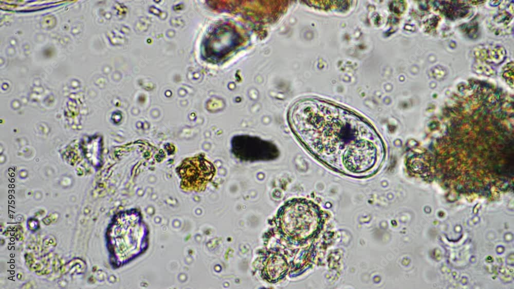 soil microorganisms including nematode, microarthropods, micro ...