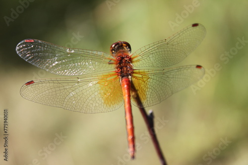 close up of dragonfly © Татьяна Осипова