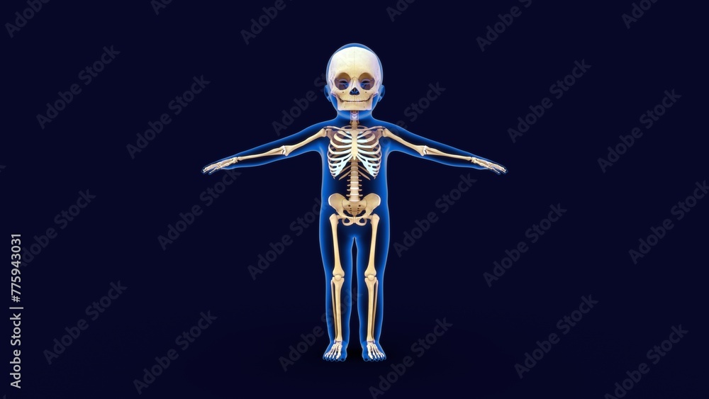 Child Body with skeletal system 3d illustration Child Body with skeletal system 3d illustration