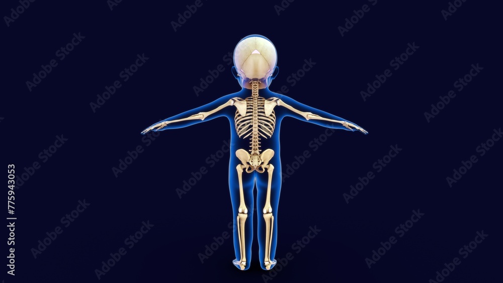 Child Body with skeletal system 3d illustration Child Body with skeletal system 3d illustration