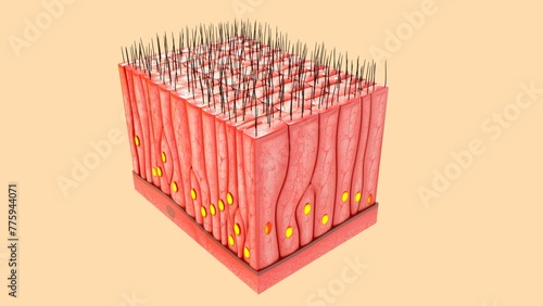 Quadro em tela Simple squamous epithelium tissue 3d illustration